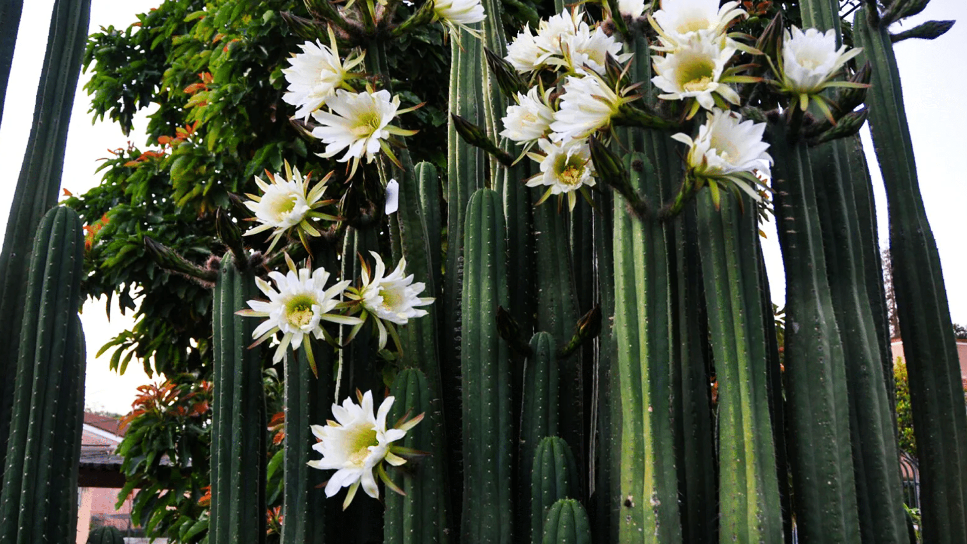 Religious & Substance-Enhanced Plant Medicine Ceremonies in Latin America